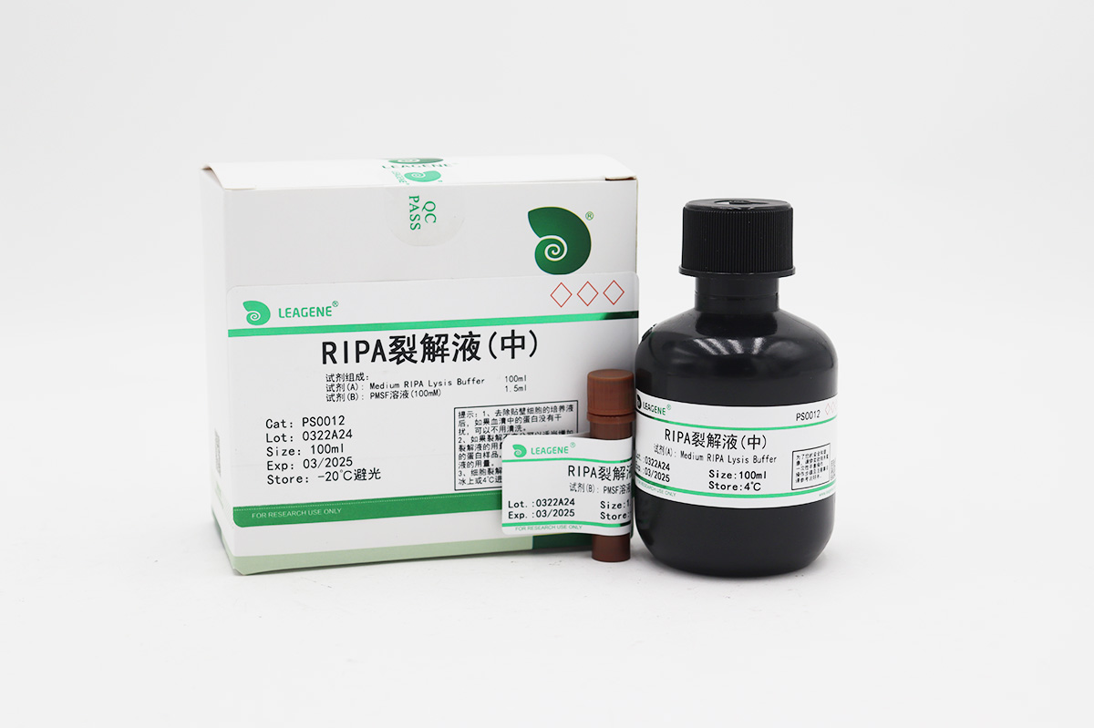 RIPA裂解液(中)